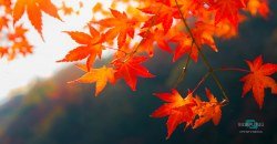 Какая погода будет в Днепре и области 27 октября - рис. 20