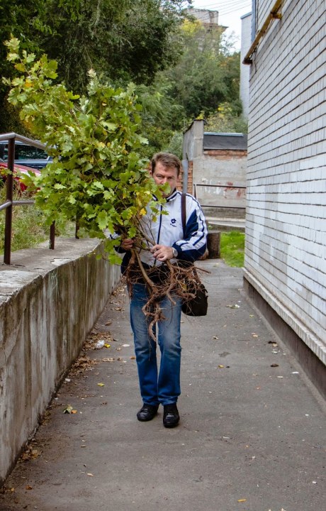 «Дніпро квітучий»: в рамках декадника в городе высадили 70 молодых деревьев - рис. 7