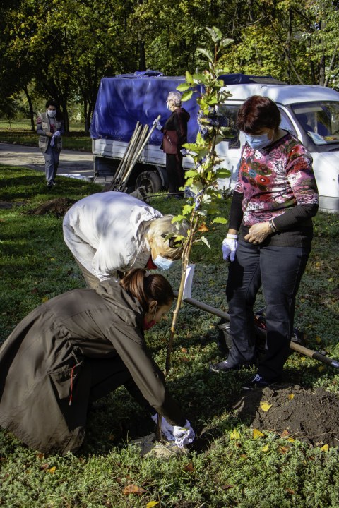 В рамках программы озеленения Днепра слушатели "Университета третьего возраста" высадили 170 деревьев - рис. 1