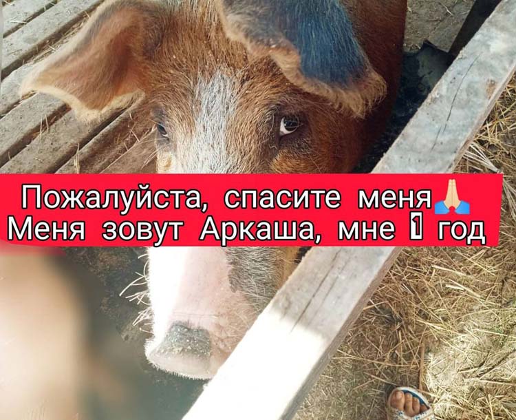 В Днепре волонтеры за 4500 грн спасли жизнь кабана Аркадия - рис. 1