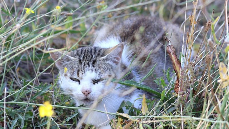 В Днепре волонтеры спасли 36 котов из исправительной колонии - рис. 4