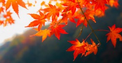 Какая погода будет в Днепре и области 10 ноября - рис. 6