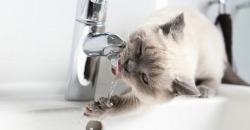 День без воды: в некоторых районах Днепра отключат водоснабжение - рис. 4
