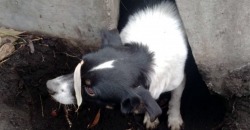 На Днепропетровщине спасли собаку из бетонной ловушки - рис. 10