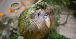 Пахнет цветами, не летает и живет 95 лет: в Новой Зеландии выбрали птицу года - рис. 17
