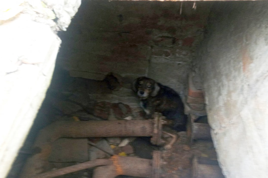Под Днепром спасатели вытаскивали собаку из колодца - рис. 1