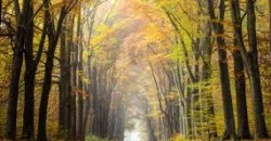 Какая погода будет в Днепре и области 29 ноября - рис. 6