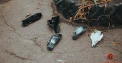 В Днепре на улице обнаружили большое количество мёртвых птиц - рис. 18