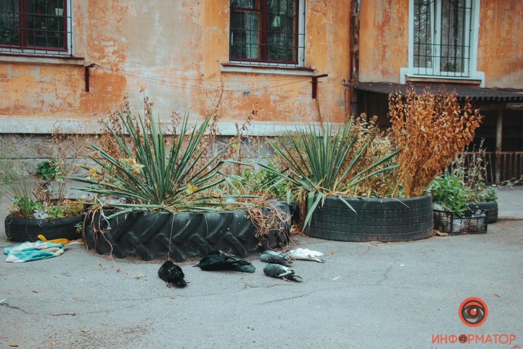 В Днепре на улице обнаружили большое количество мёртвых птиц - рис. 3