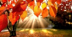 Какая погода будет в Днепре и области 16 ноября - рис. 21