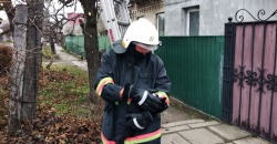 В Павлограде спасатели сняли кошку, которая застряла на высокой электроопоре - рис. 18
