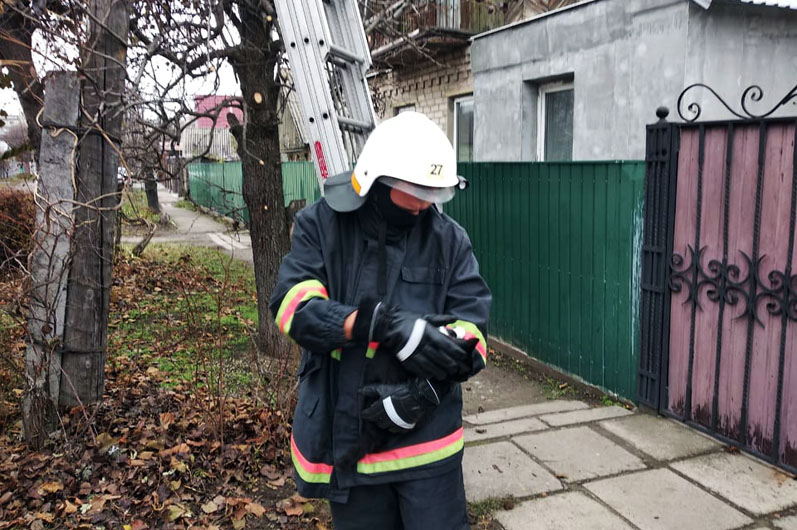 В Павлограде спасатели сняли кошку, которая застряла на высокой электроопоре - рис. 1