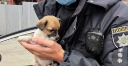 В Днепре патрульные спасли крохотного щенка и хаски (ФОТО) - рис. 4