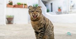В Никополе скоро появится кошачье общежитие - рис. 20