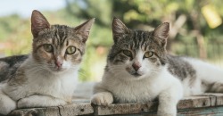 В Днепре волонтеры спасли 36 котов из исправительной колонии - рис. 2