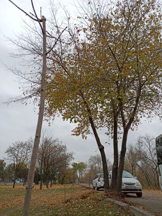 В Днепре на Набережной высадили несколько десятков деревьев в честь погибших героев - рис. 3
