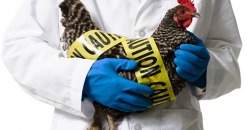 В Украину пришла эпидемия птичьего гриппа - рис. 17