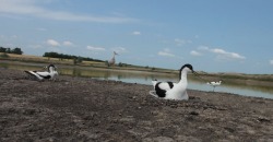 На Днепропетровщине обнаружили стаю редких птиц - рис. 13