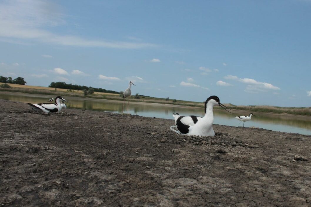 На Днепропетровщине обнаружили стаю редких птиц - рис. 1