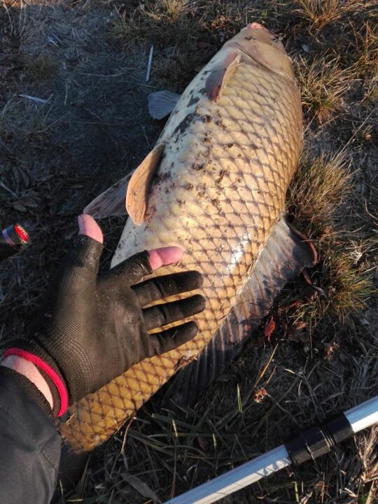 Чудо-рыба: в Днепре местный рыбак поймал огромного сазана - рис. 3