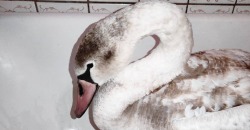 Не долетела: в Днепре спасают лебедя, упавшего в ящик с мандаринами - рис. 12