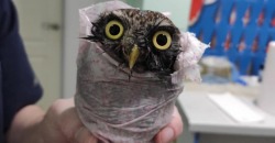 В Днепре спасли сыча, который искупался в мазуте - рис. 12
