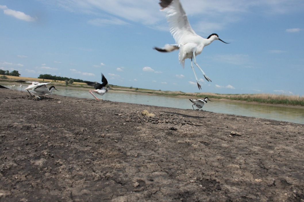 На Днепропетровщине обнаружили стаю редких птиц - рис. 2