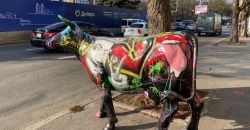 В центре Днепра «гуляет» цветная корова: откуда она взялась - рис. 19