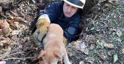 В ловушке: в Днепре собака провалилась в канализацию - рис. 5