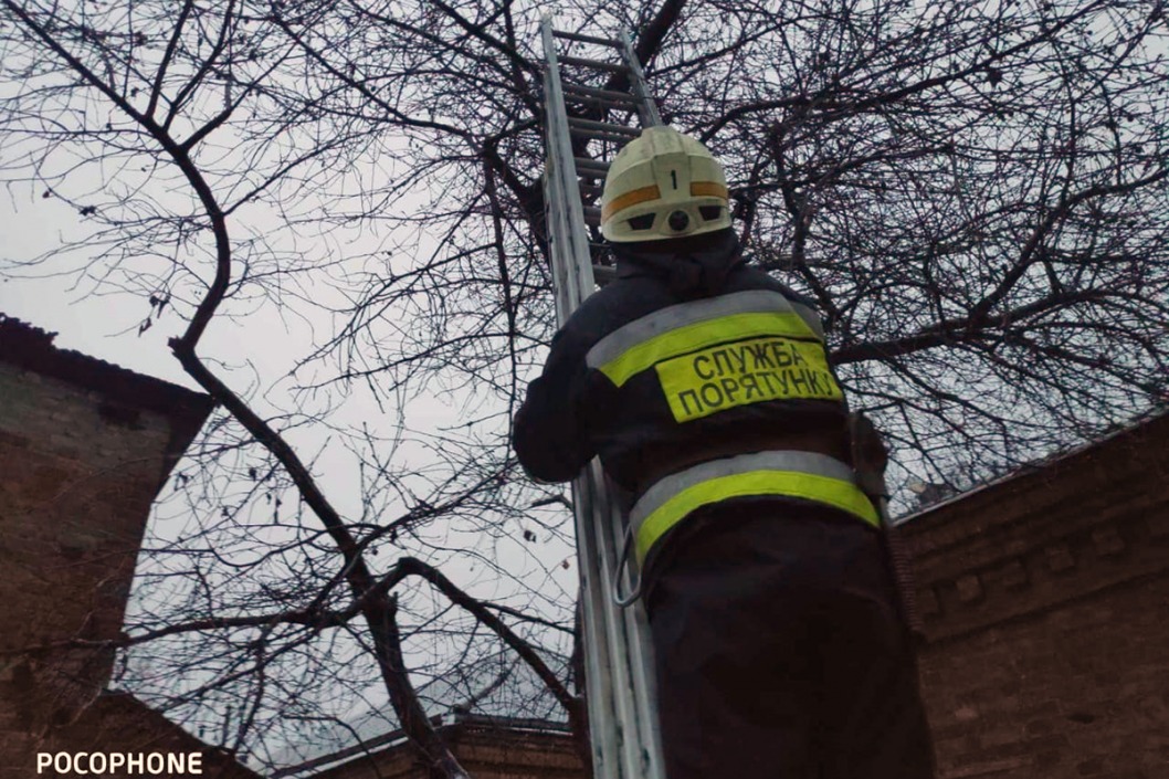 Высоко забрался: в Днепре спасатели снимали с дерева кота - рис. 1