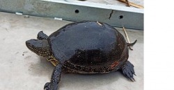 На Днепропетровщине проснулись черепахи: мнение зоологов - рис. 6