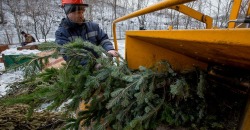 Куда в Днепре девают непроданные и выброшенные ёлки - рис. 9