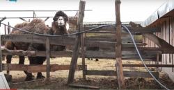 В приюте под Днепром живут верблюд Яша и его подруга ослица Маша - рис. 5