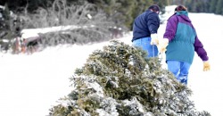 В Днепре вандалы срубили новогоднюю елку, которую украсили местные жители - рис. 7