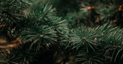 От семян до новогоднего дерева: как выращивают елки в лесничестве под Днепром - рис. 4