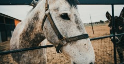 Хозяин избивал и отдал мяснику: волонтеры в Днепре хотят спасти лошадь - рис. 10