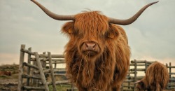 Решительный и уравновешенный Бык: что следует знать о символе 2021-го года - рис. 4