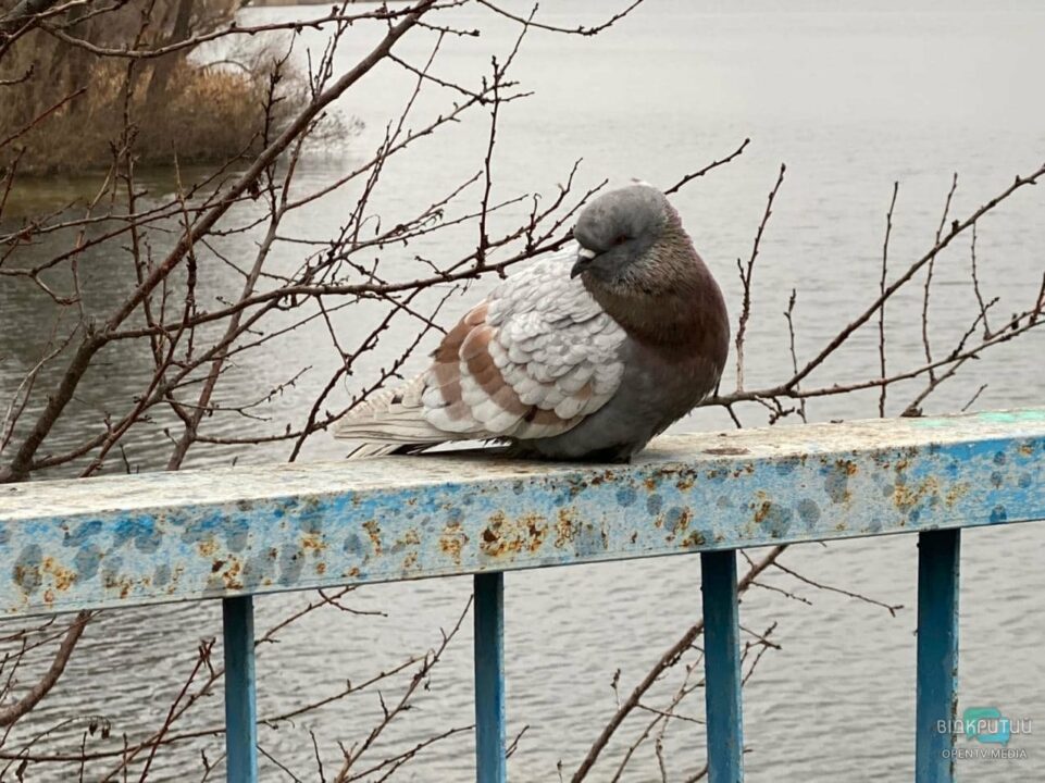 Охота без жертв: в Днепре появился модный бёрдвотчинг - рис. 3