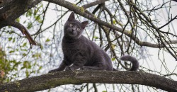 Хотел спасти кошку: в Днепропетровской области спасатели сняли с дерева мальчика - рис. 17