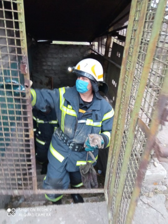 В Каменском спасатели вытащили котенка из затопленного подвала - рис. 3
