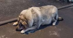На одном из рынков Днепра живет собака, которая стала талисманом целого района - рис. 2