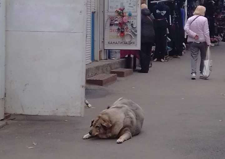 На одном из рынков Днепра живет собака, которая стала талисманом целого района - рис. 2