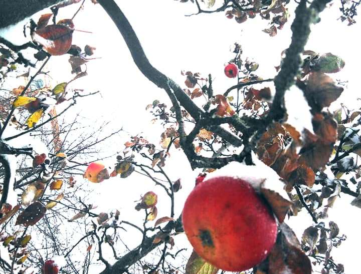 Яблоки под снегом: в Днепре созревшие плоды провисели на ветках до середины зимы - рис. 2