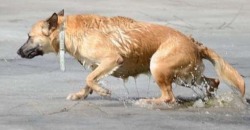 В Кривом Роге местный электрик спас застрявшую на льдине собаку - рис. 7