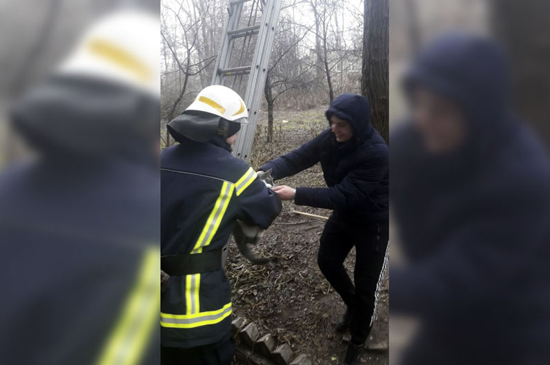 Спасли пушистика: в Каменском кота сняли с семиметрового дерева - рис. 3