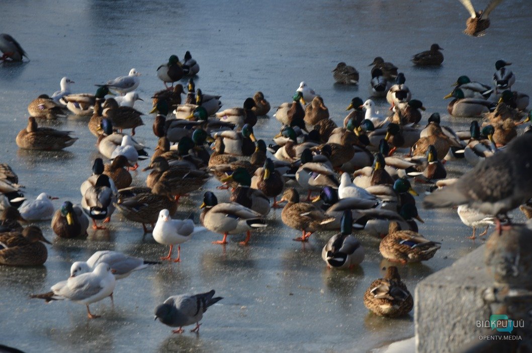 В днепровском парке Глобы замерзло озеро: более 300 птиц собрались у берега - рис. 8