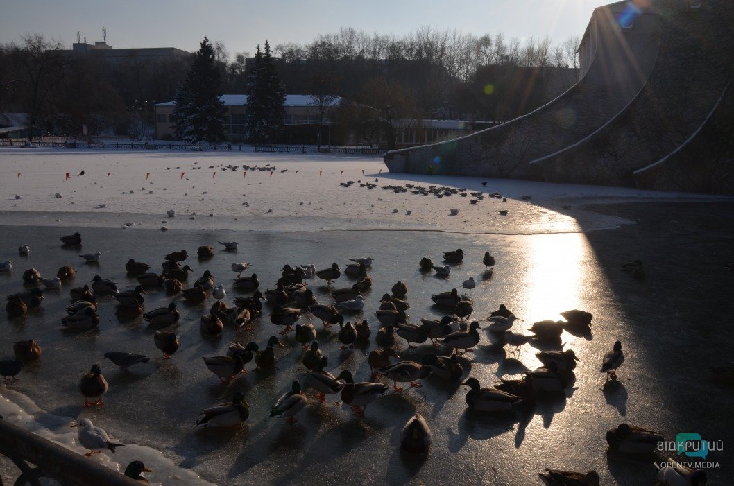 В днепровском парке Глобы замерзло озеро: более 300 птиц собрались у берега - рис. 6