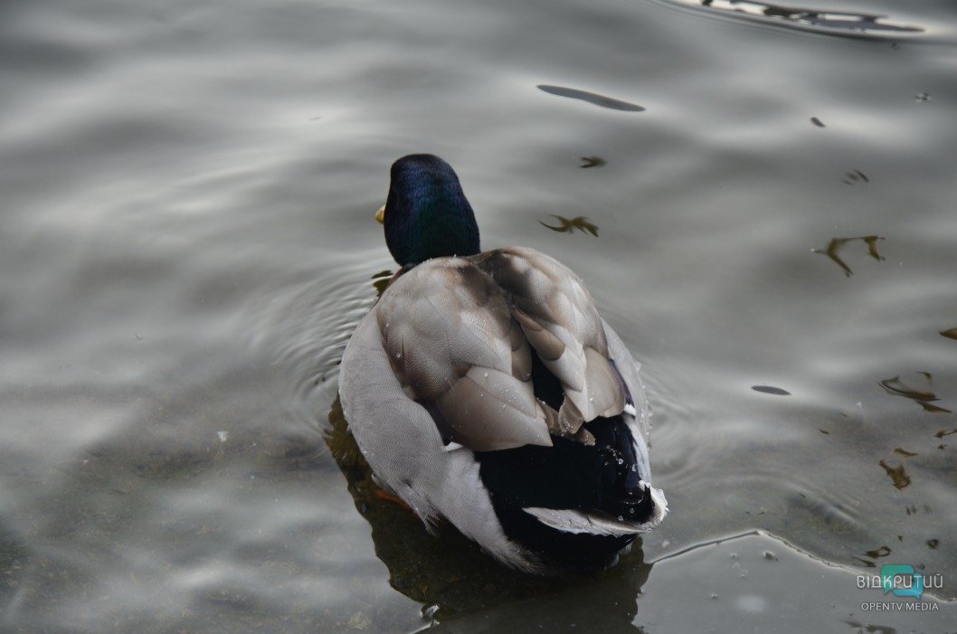В днепровском парке Глобы замерзло озеро: более 300 птиц собрались у берега - рис. 3