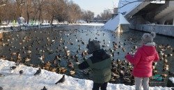 В днепровском парке Глобы замерзло озеро: более 300 птиц собрались у берега - рис. 8