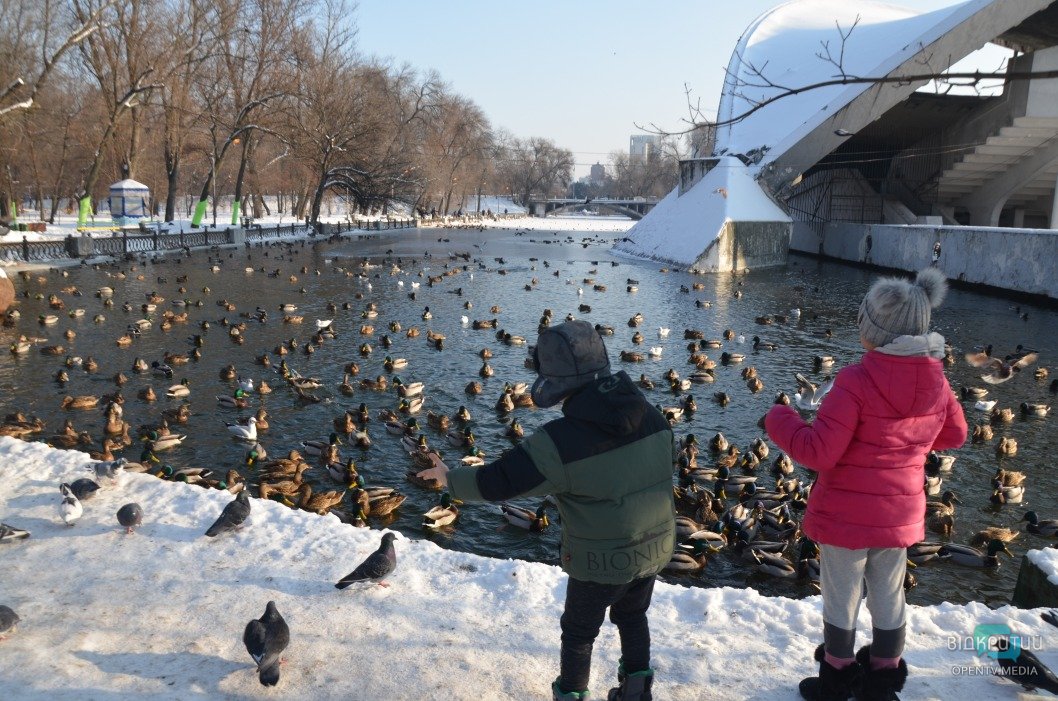 В днепровском парке Глобы замерзло озеро: более 300 птиц собрались у берега - рис. 7